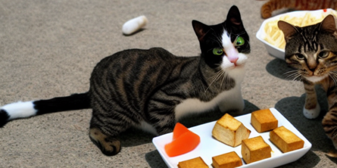 Bolehkah Kucing Makan Tahu?