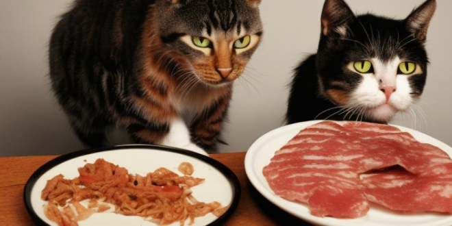Bolehkah Kucing Makan Daging Kambing?