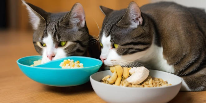 Cara Memaksa Kucing Makan